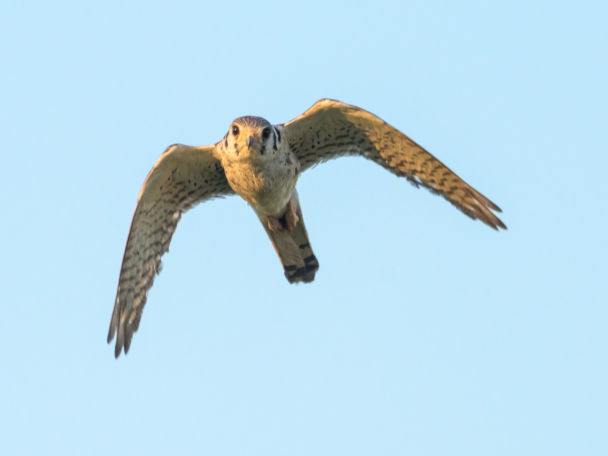 American Kestrel - ML516032351