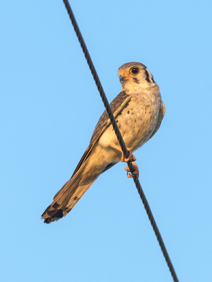 American Kestrel - ML516032361