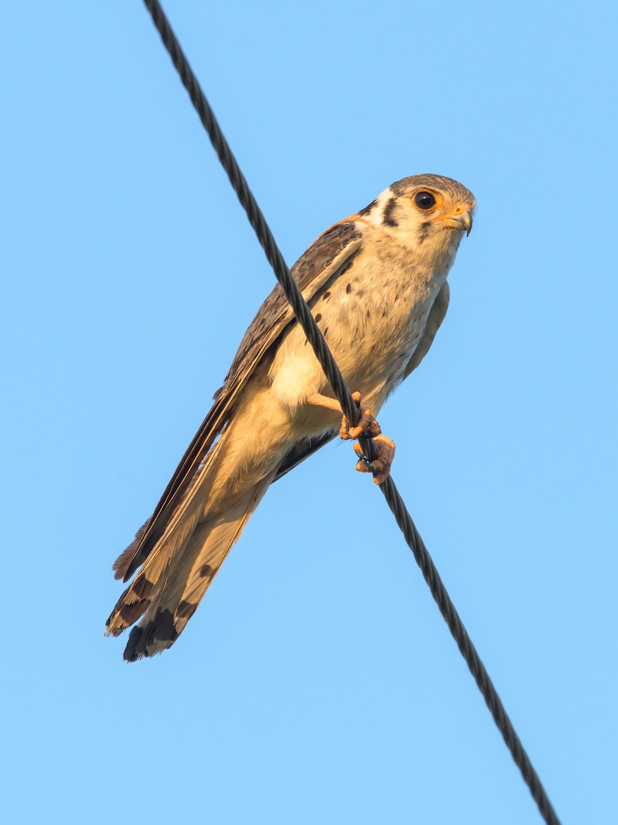 American Kestrel - Carlos Rossello