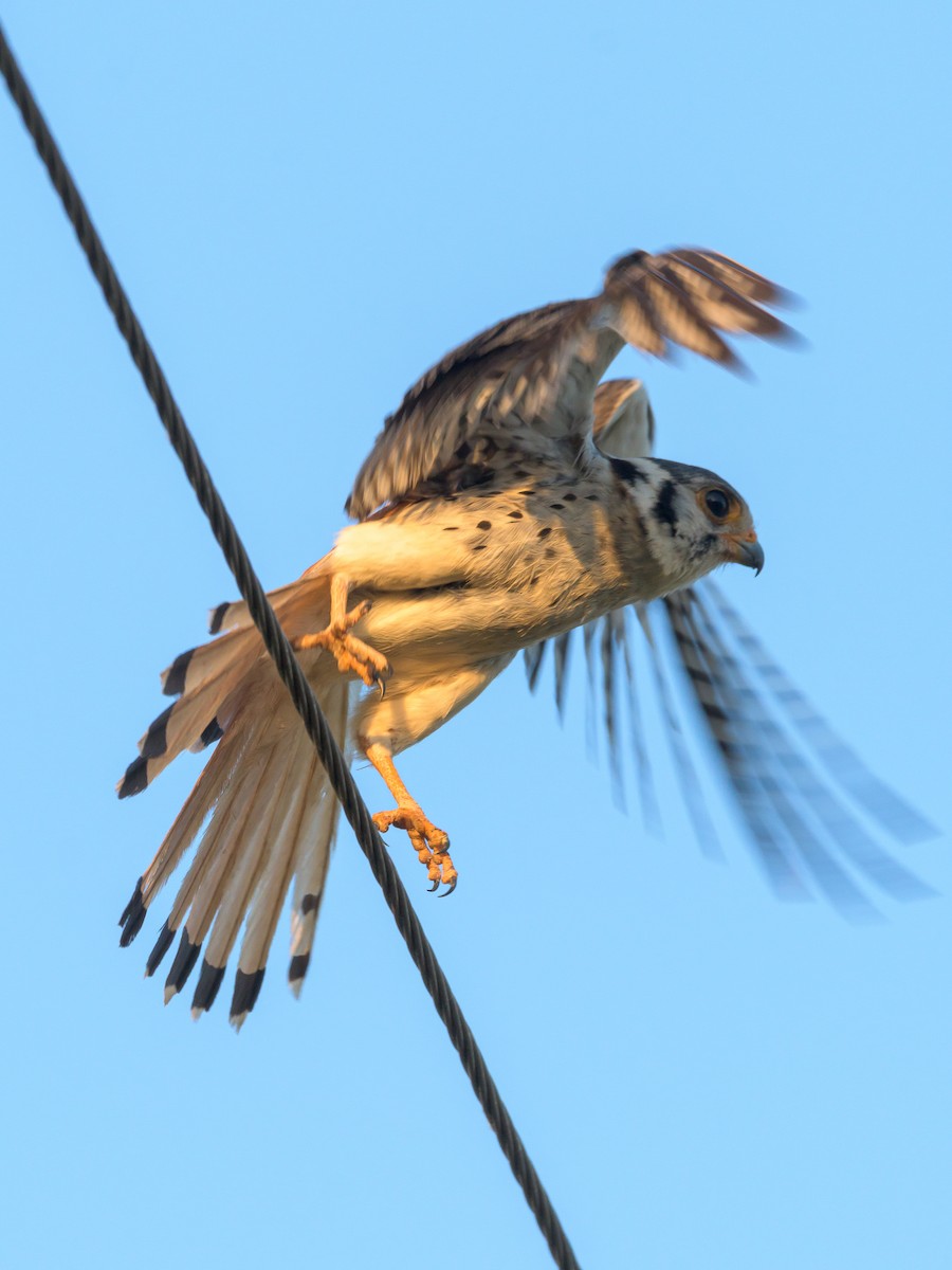 American Kestrel - Carlos Rossello