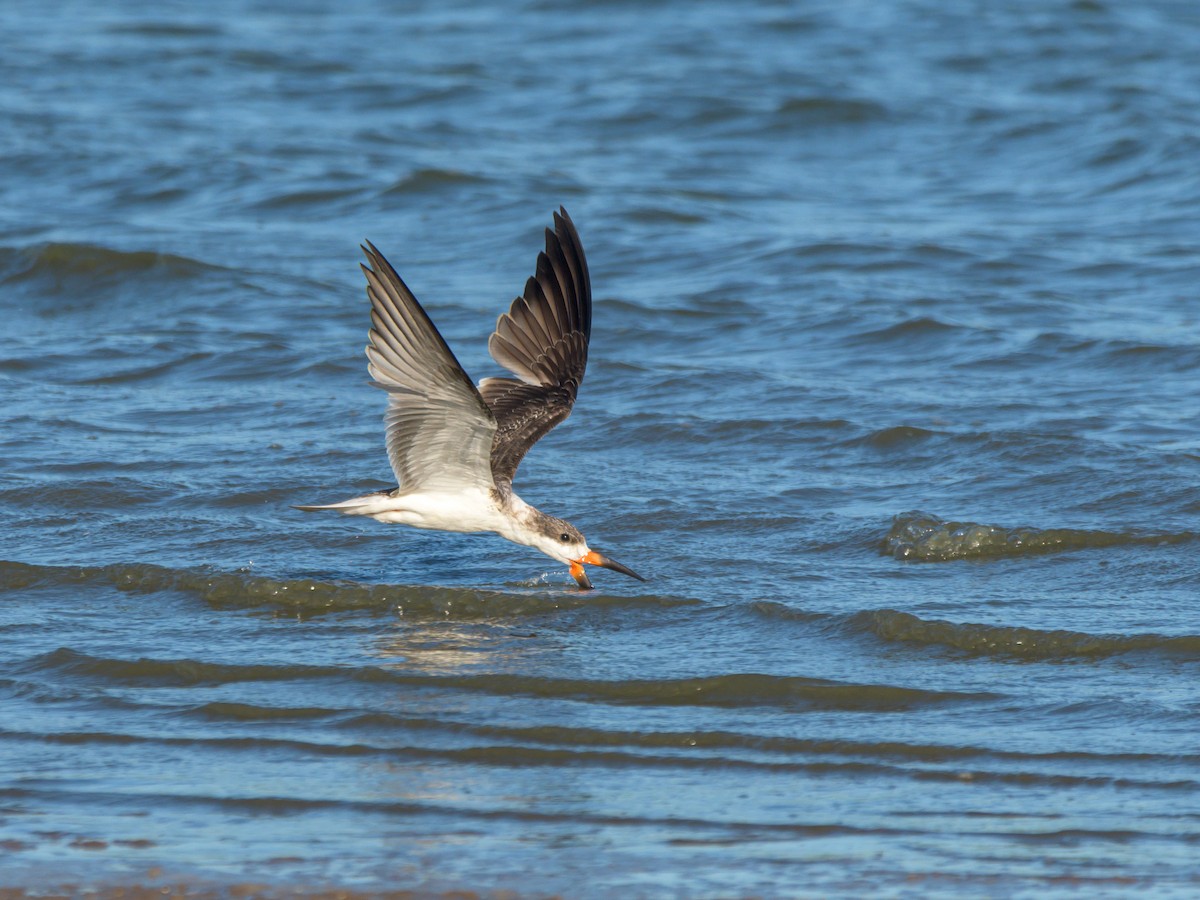 Black Skimmer - ML516033071