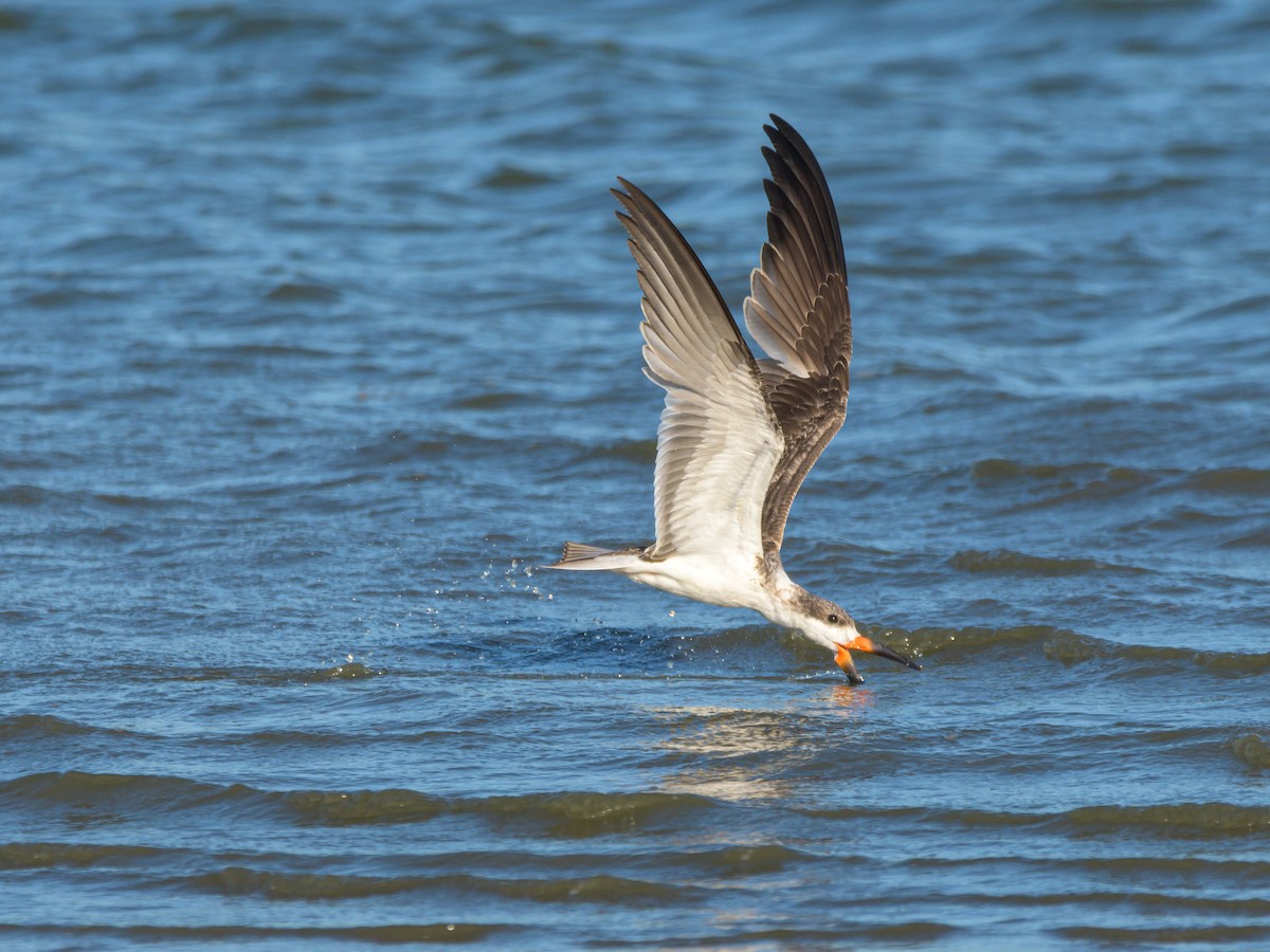 Black Skimmer - Carlos Rossello