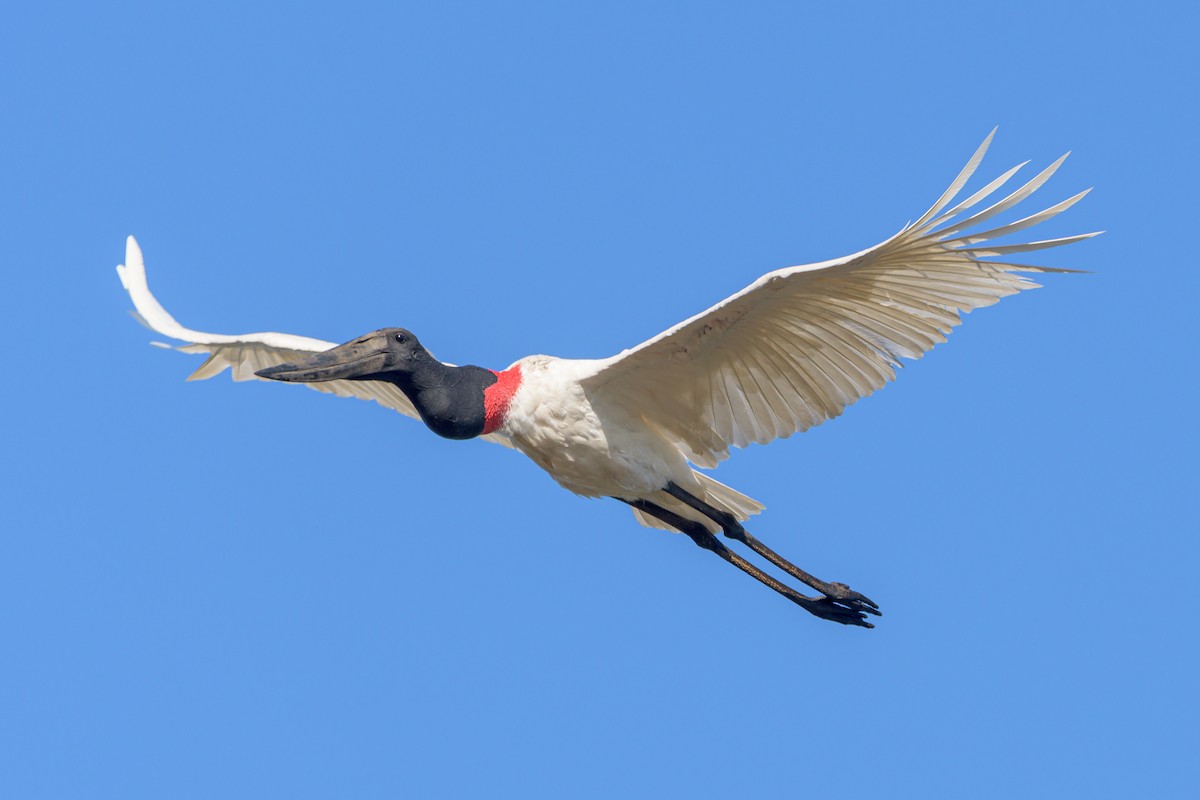 Jabiru - Carlos Rossello