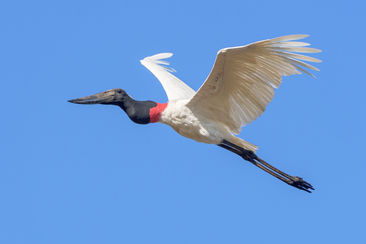 Jabiru - Carlos Rossello