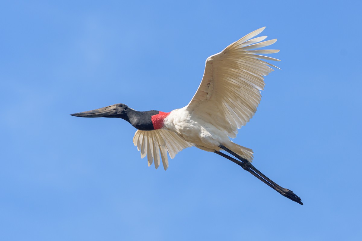 Jabiru d'Amérique - ML516033201