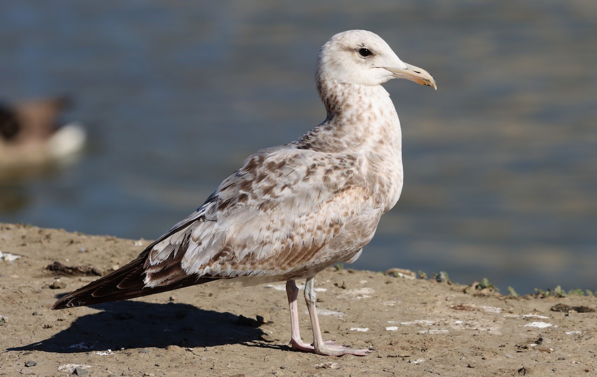 Gaviota Californiana - ML516033271