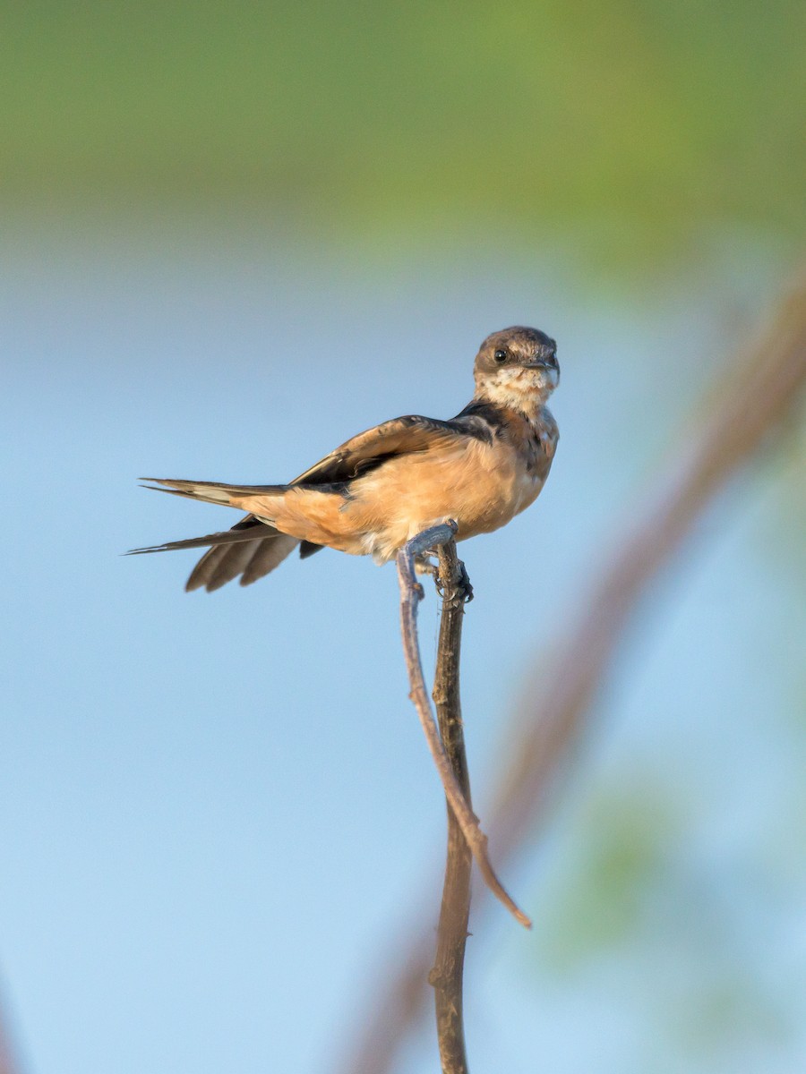 Barn Swallow - Carlos Rossello