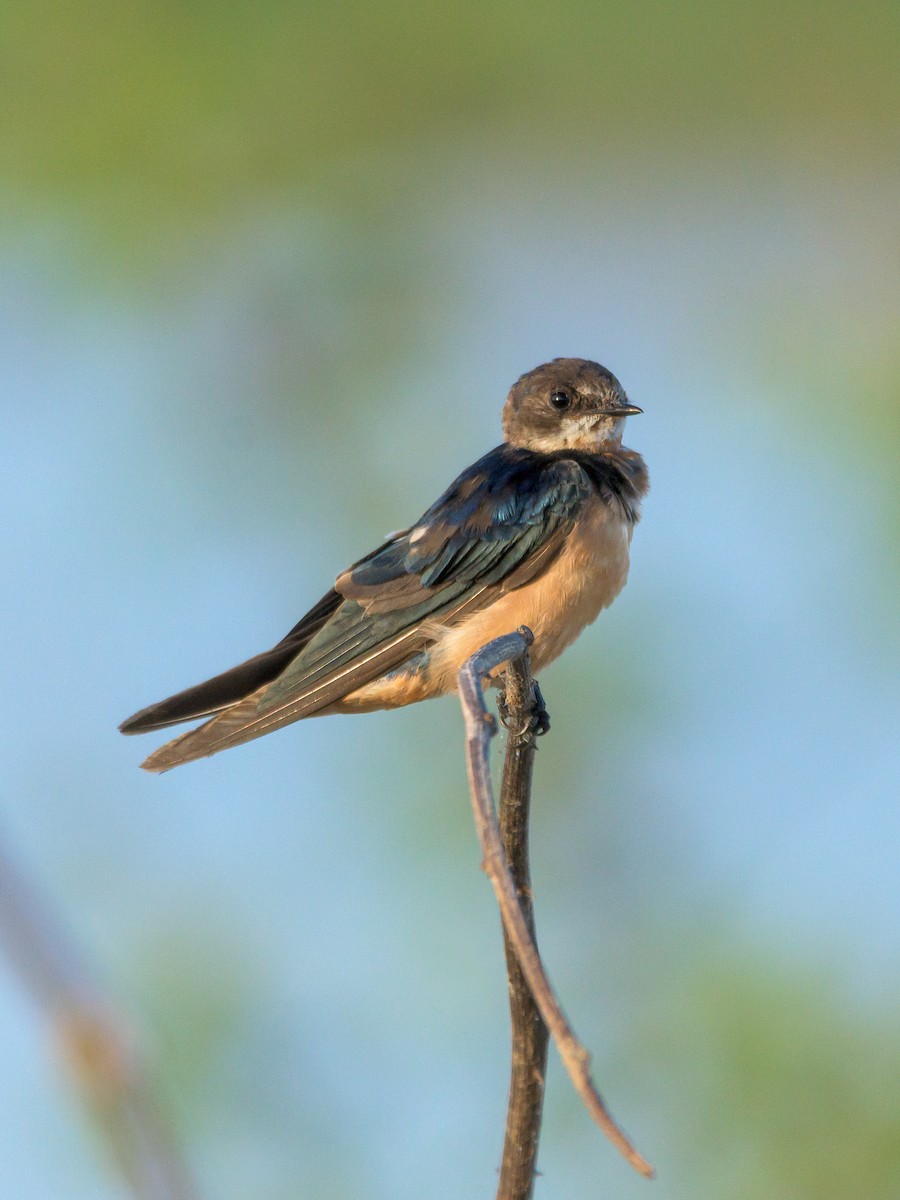 Barn Swallow - Carlos Rossello