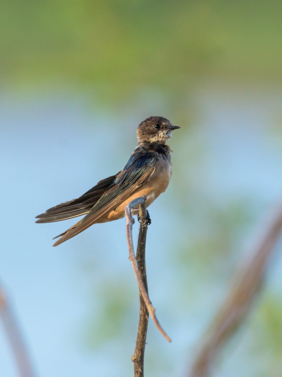 Barn Swallow - ML516034011