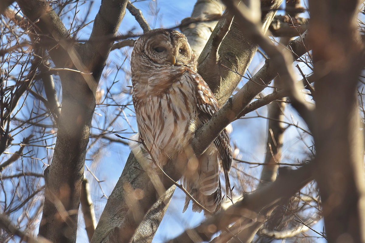 Barred Owl - ML516034941