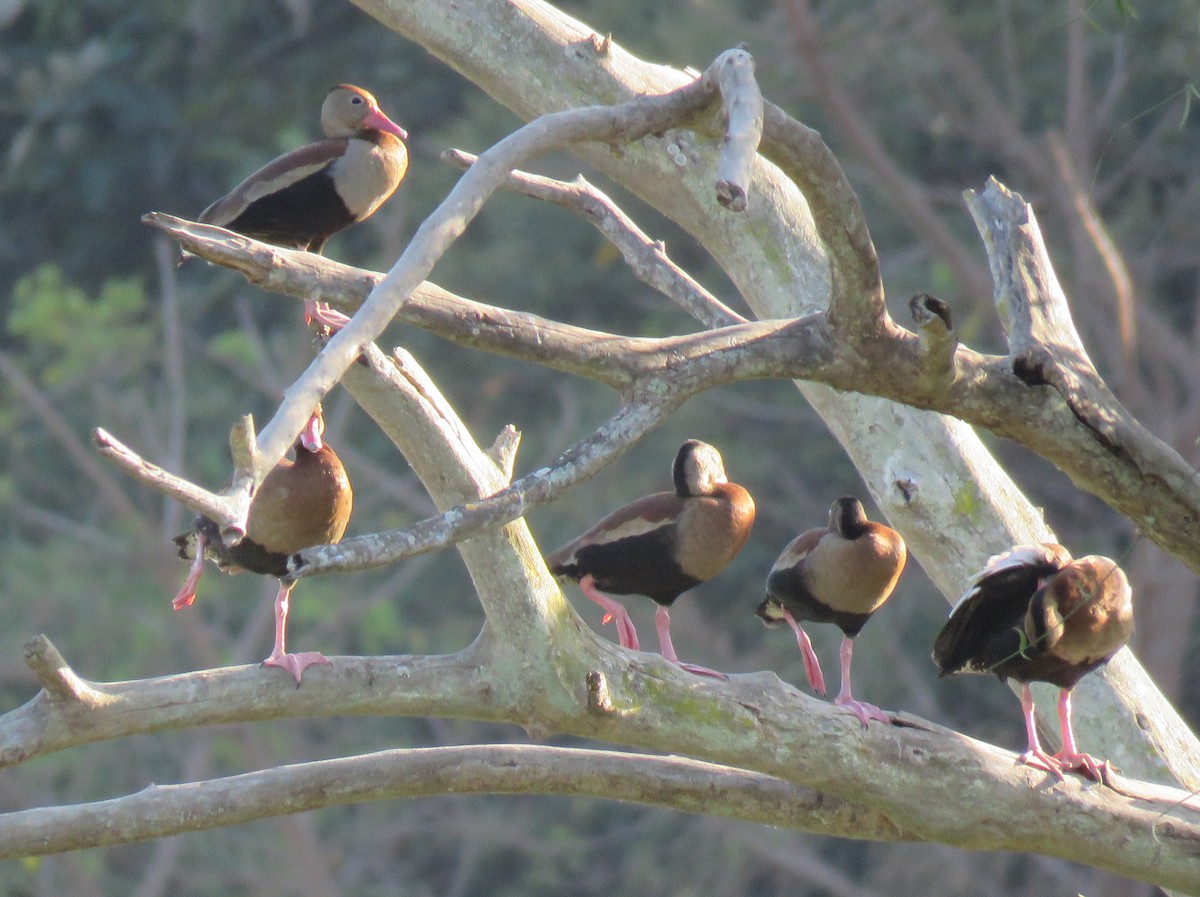 Black-bellied Whistling-Duck - Colin Dillingham