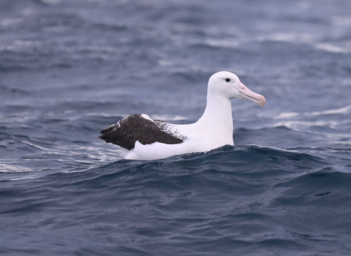 Southern Royal Albatross - ML516037301