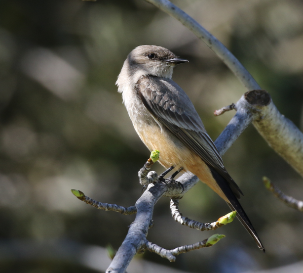 Say's Phoebe - ML51603741