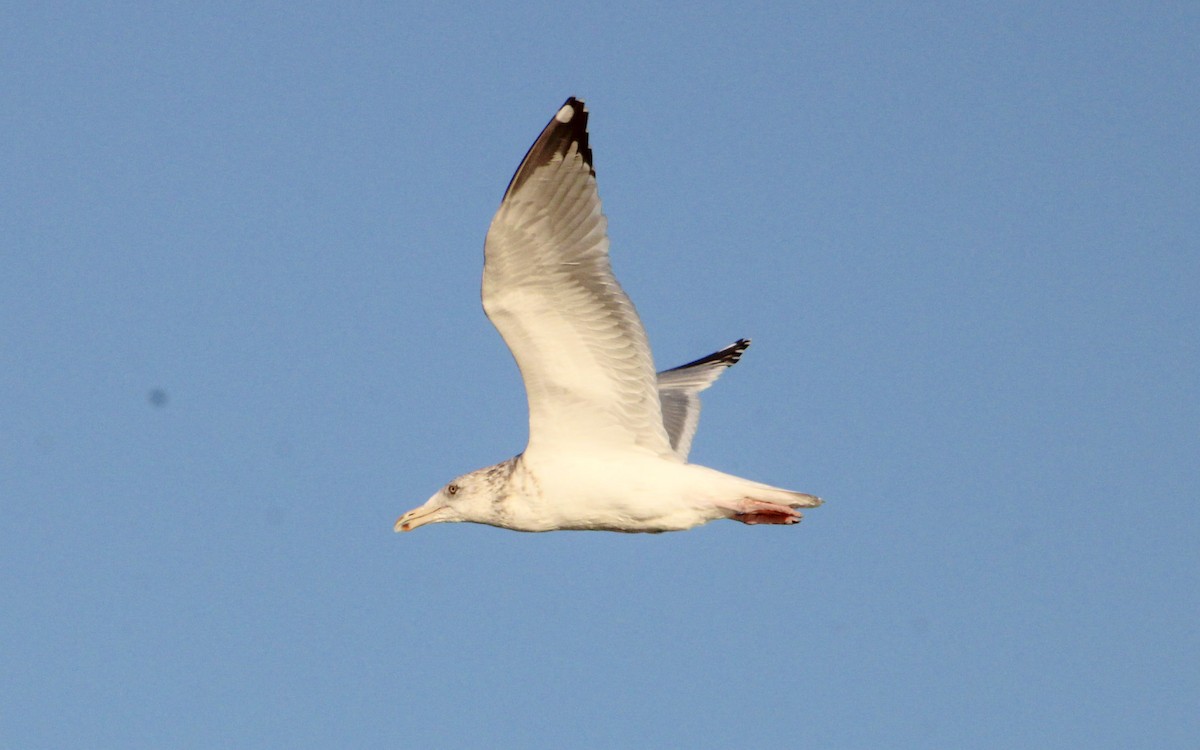 Herring Gull - ML516037541