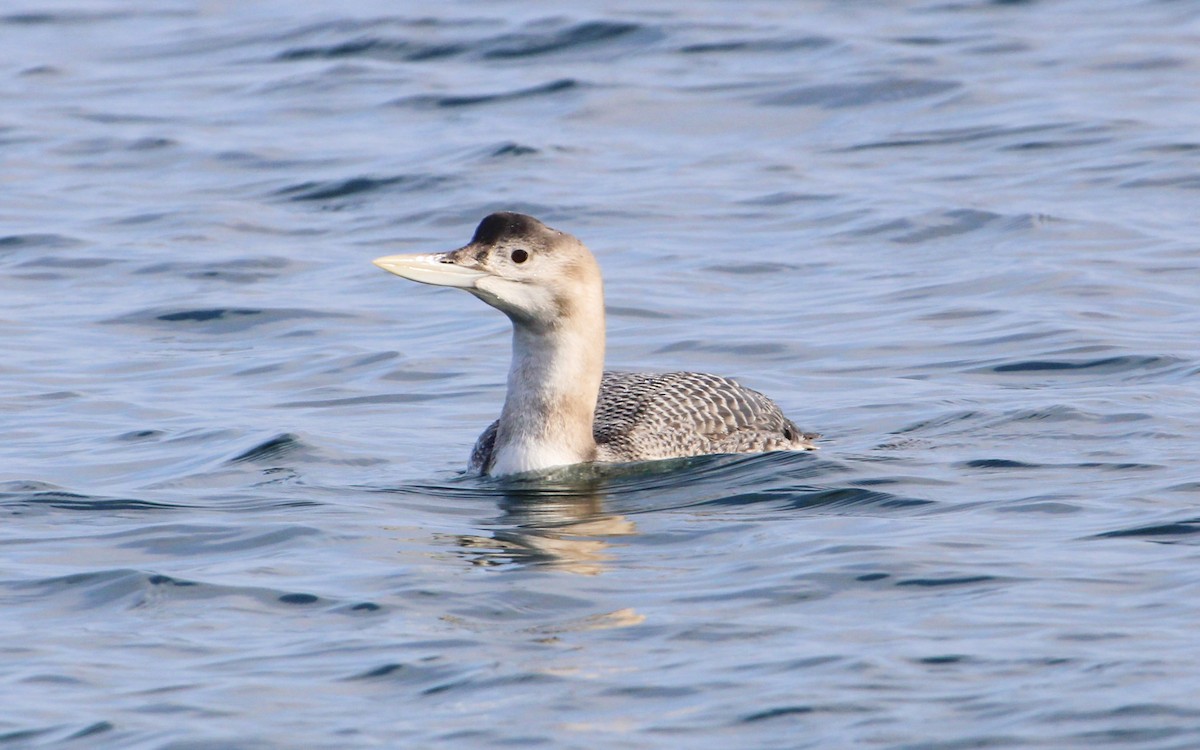 Yellow-billed Loon - ML516037821