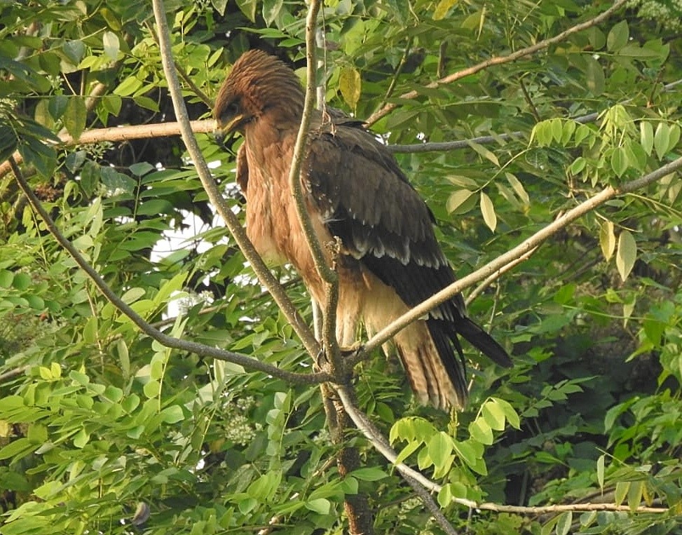 Aigle lancéolé - ML516037991