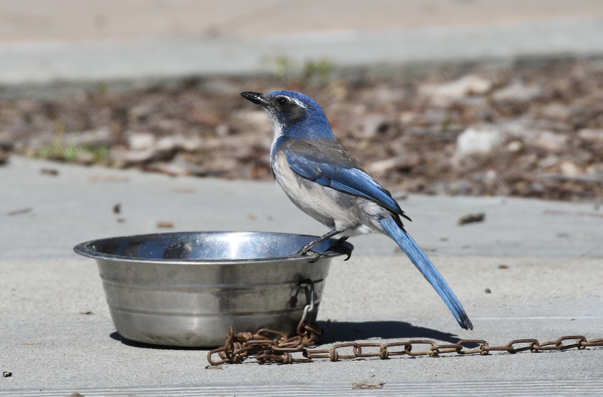 California Scrub-Jay - ML51603801