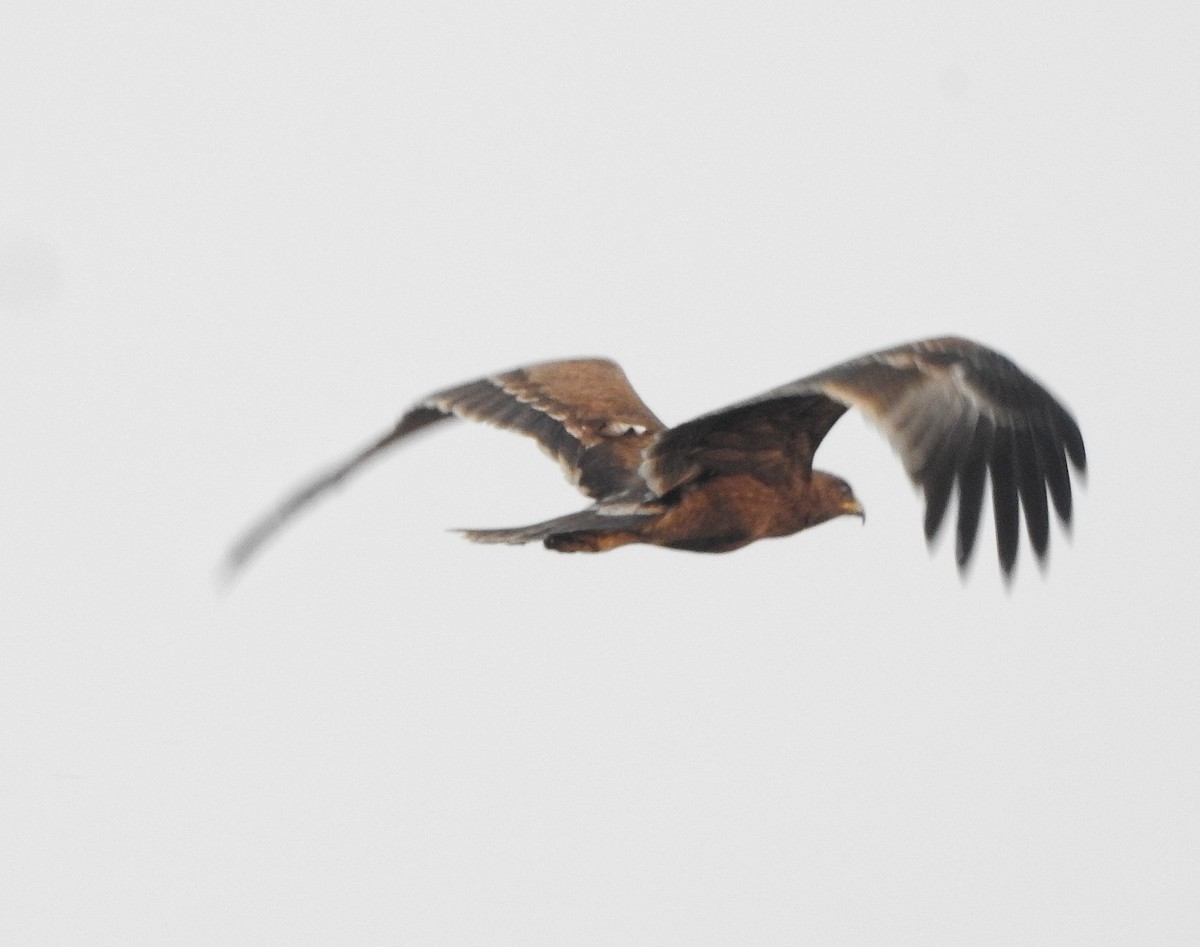 Indian Spotted Eagle - ML516038011