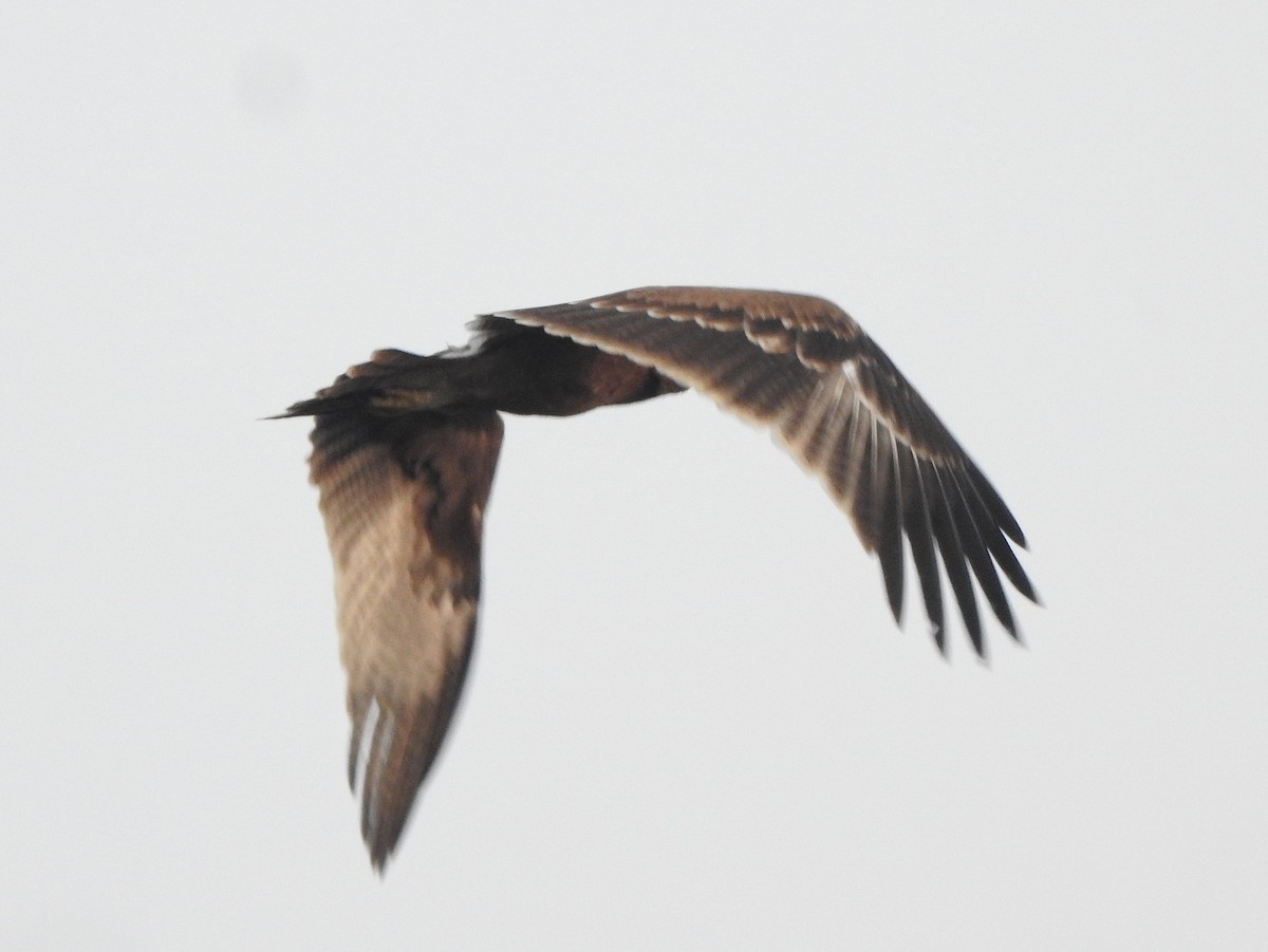 Indian Spotted Eagle - ML516038041