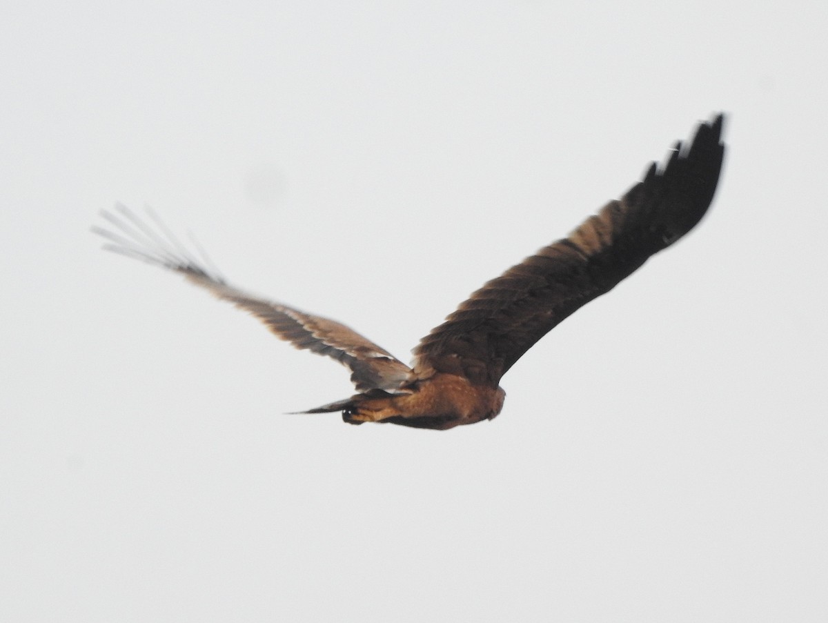 Indian Spotted Eagle - ML516038061