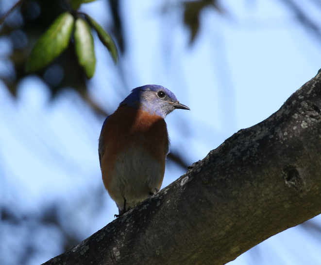 Western Bluebird - ML51603841