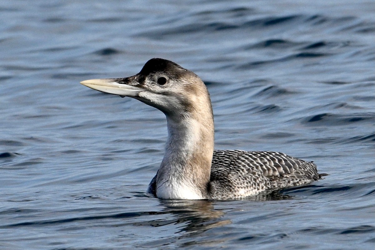 Yellow-billed Loon - ML516038751