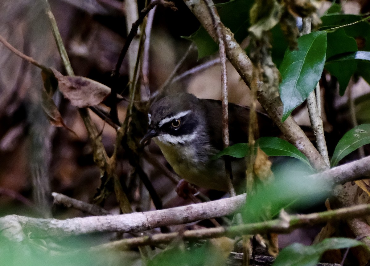 White-browed Scrubwren - Adrian Brooks