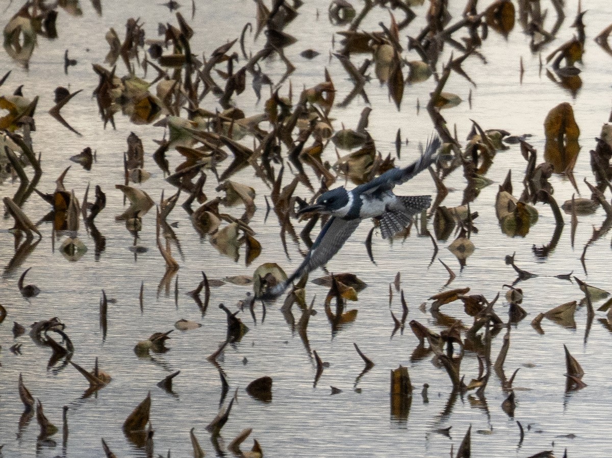 Belted Kingfisher - ML516039661