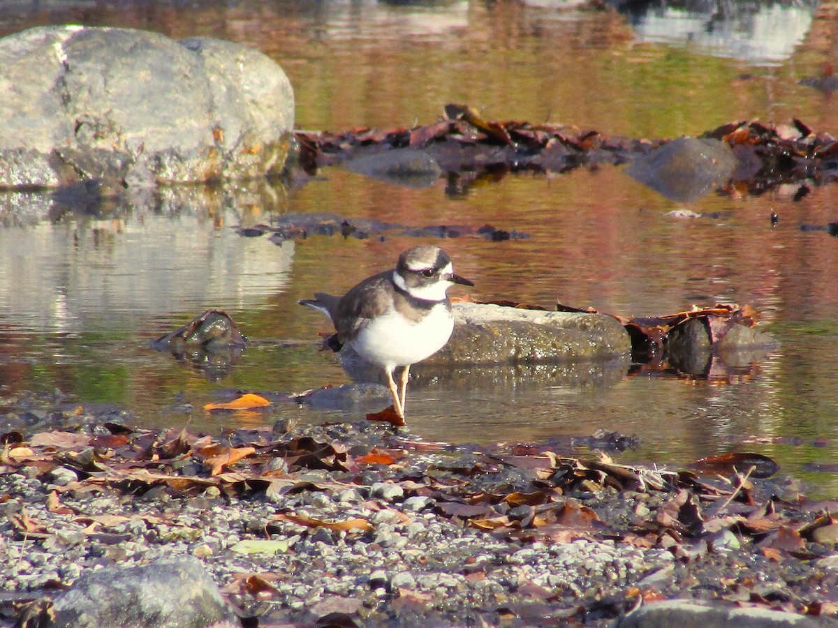 Long-billed Plover - ML516040781