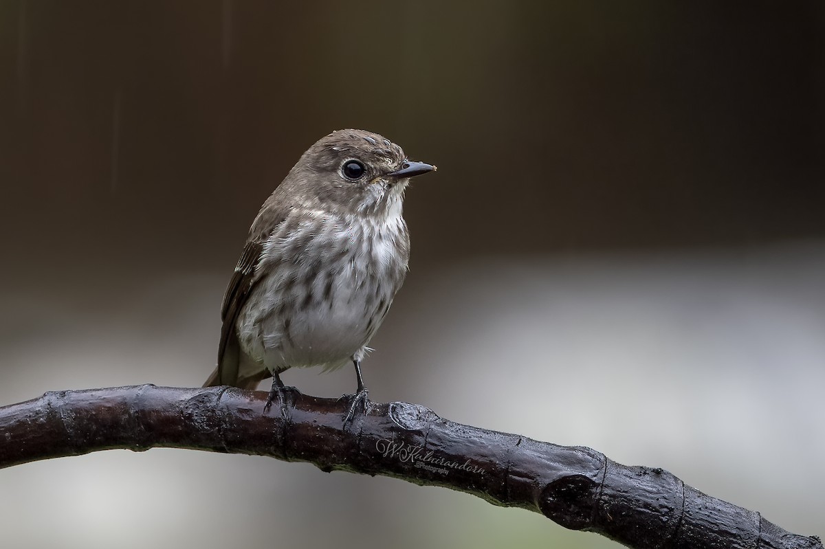 Papamoscas Estriado/Siberiano - ML516042231