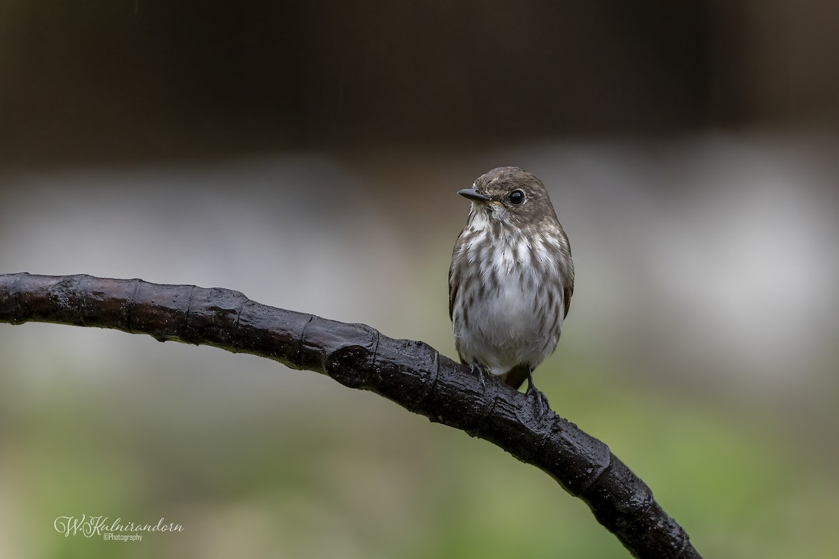 Papamoscas Estriado/Siberiano - ML516042241