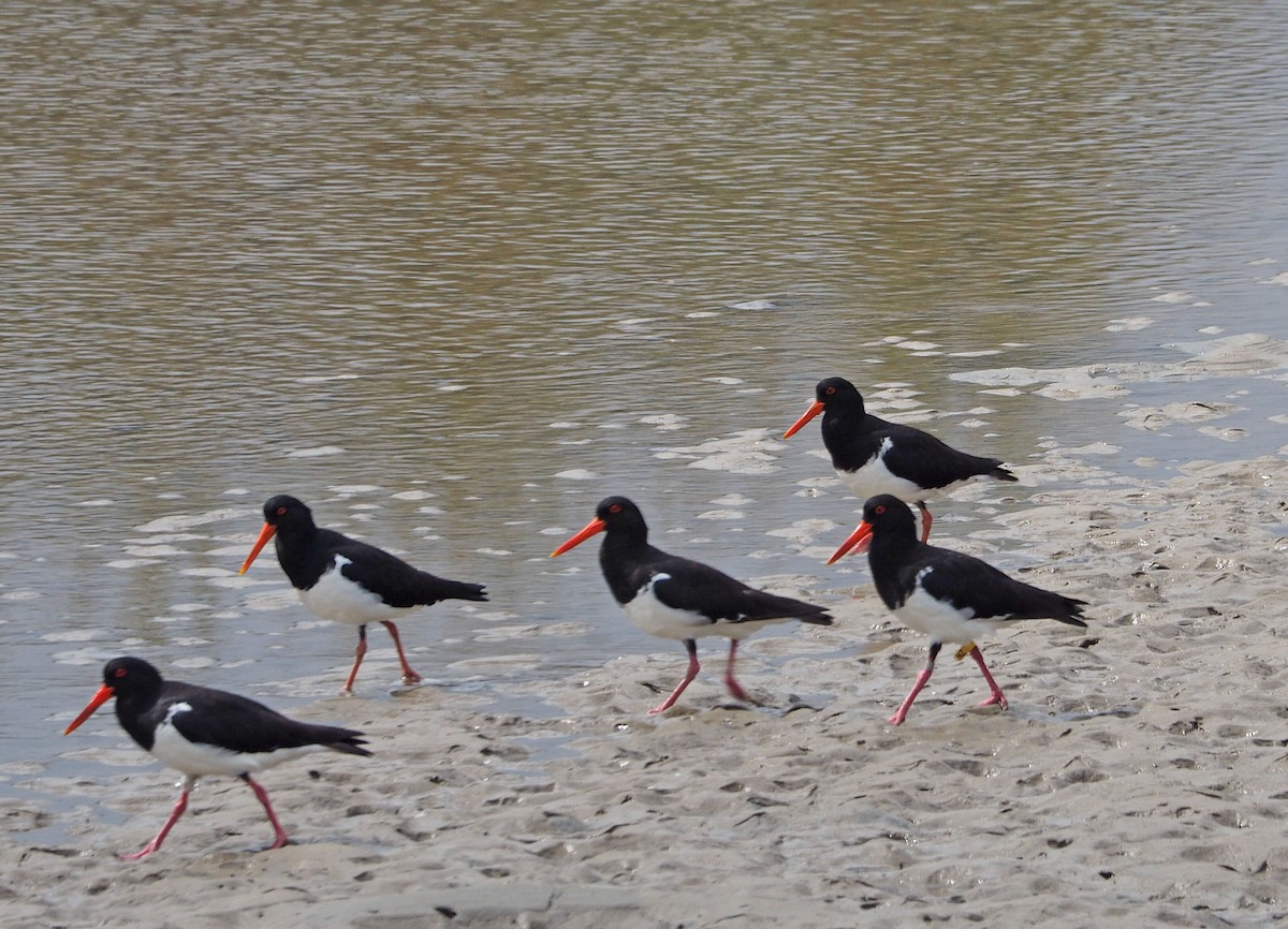 Pied Oystercatcher - ML516043661