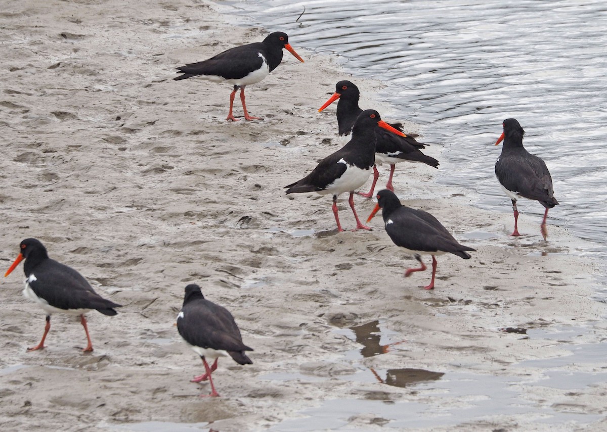 Pied Oystercatcher - ML516043671