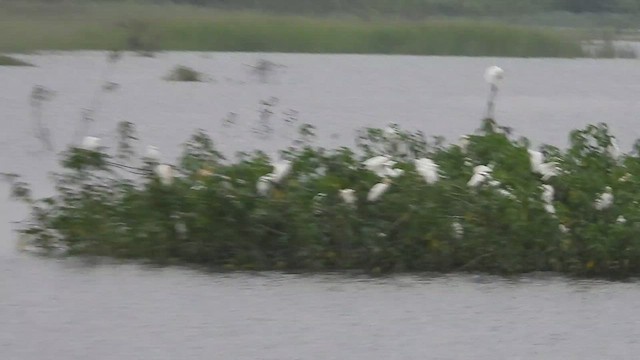 Eastern Cattle Egret - ML516047091