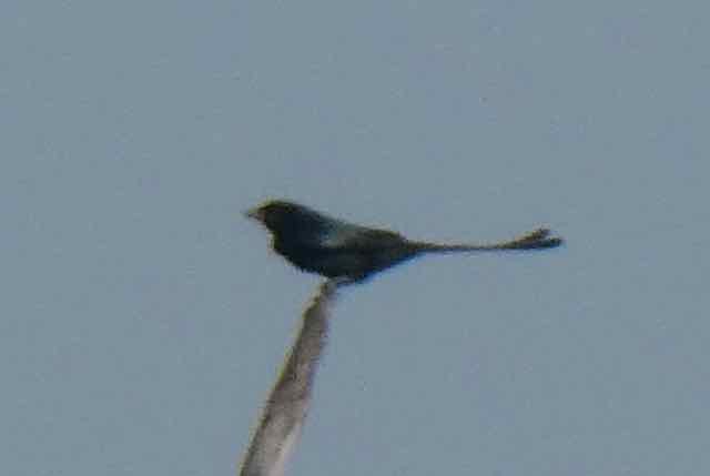 Black Drongo - ML516049751