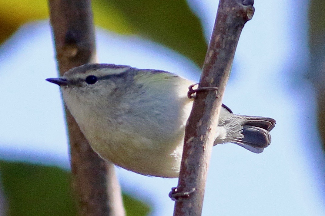 Hume's Warbler - ML516049991