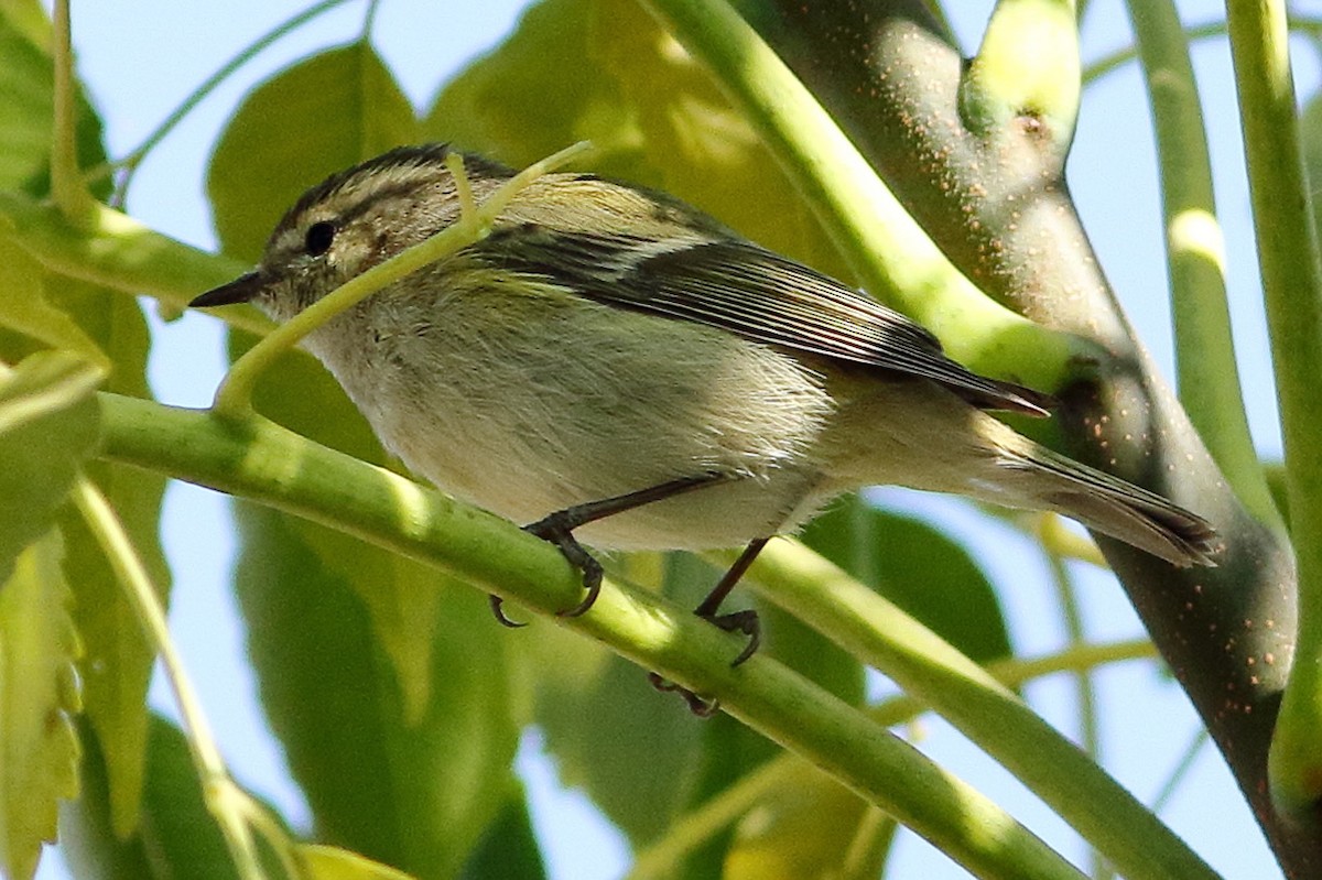 Hume's Warbler - ML516050011
