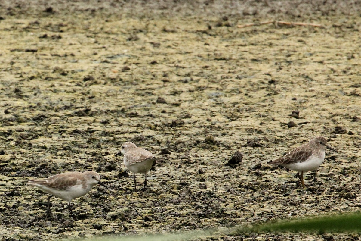 Semipalmated Sandpiper - ML516050271