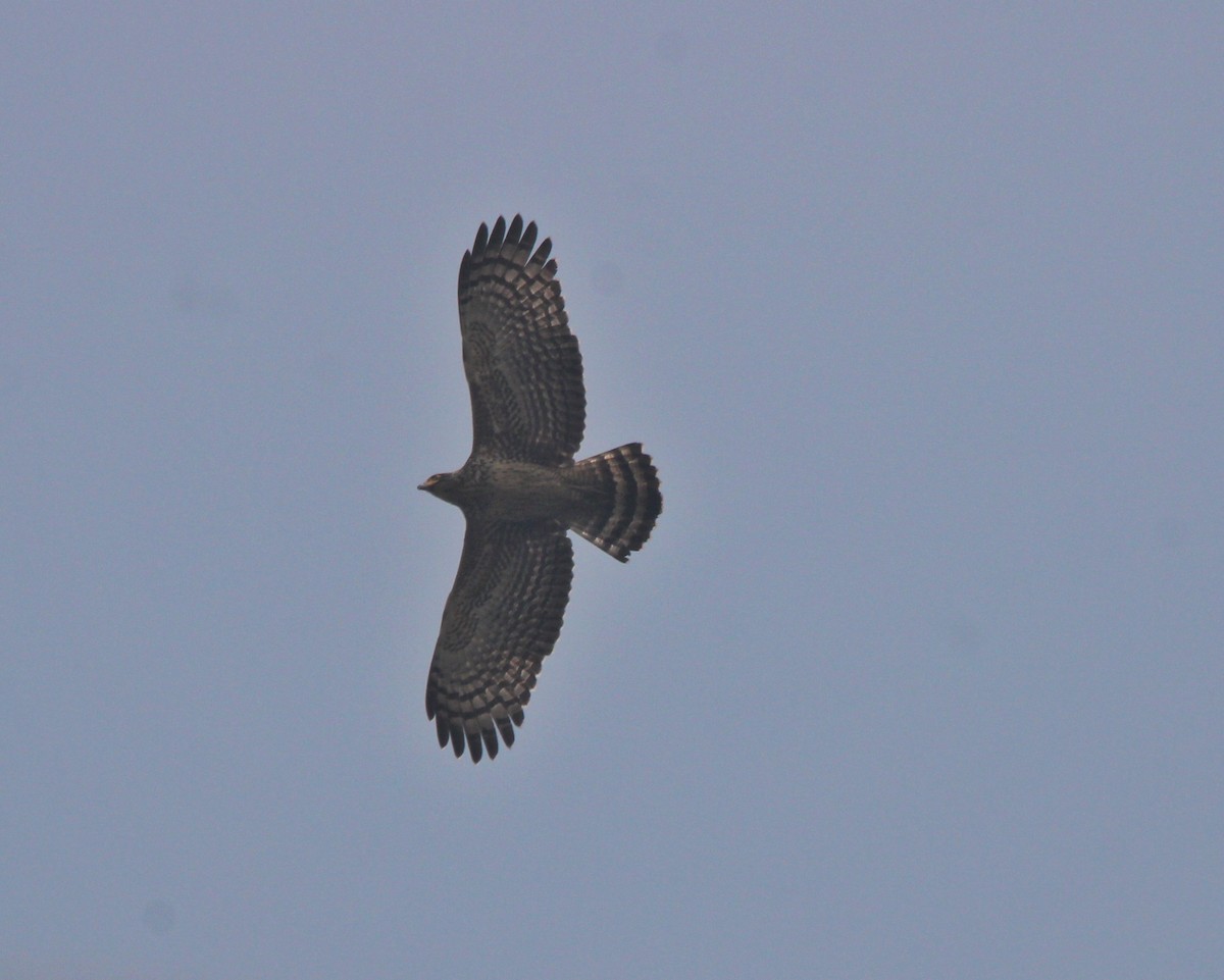 Crested Serpent-Eagle - Debojyoti Chakraborty