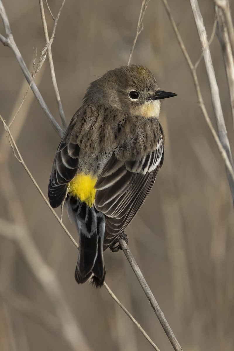 Yellow-rumped Warbler - ML516052741