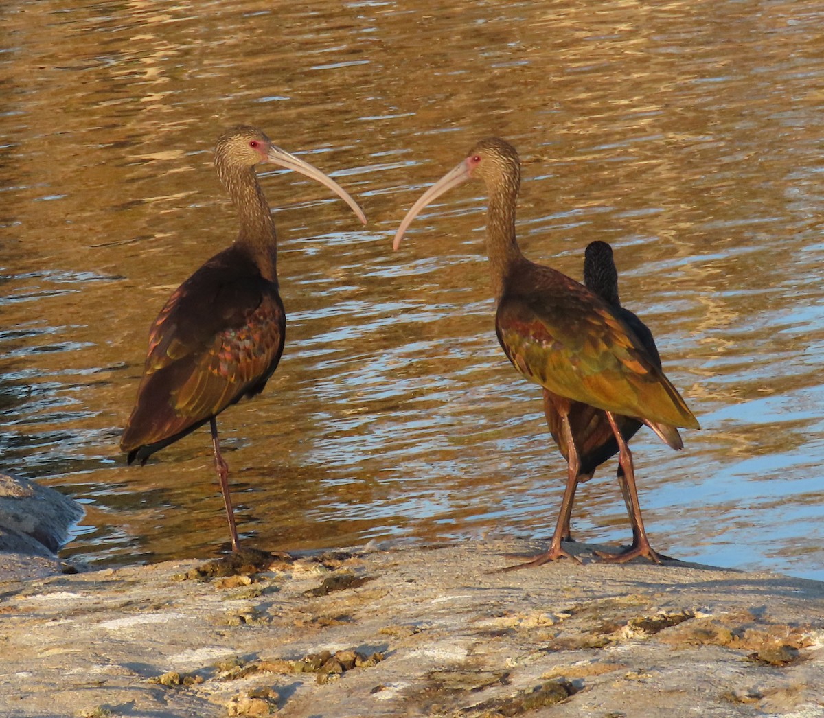 ibis americký - ML516052851