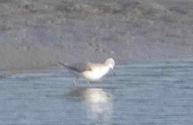 Marsh Sandpiper - ML516053131