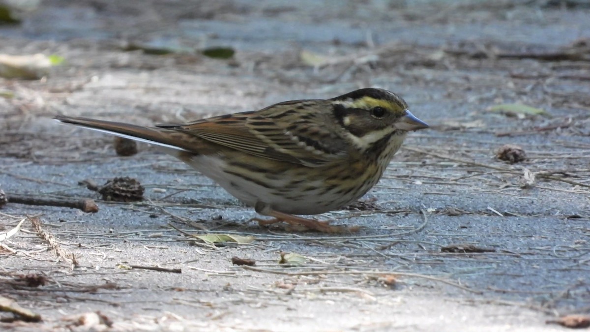 Yellow-browed Bunting - ML516054371