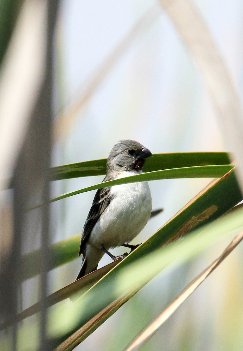 Chestnut-throated Seedeater - ML516055081