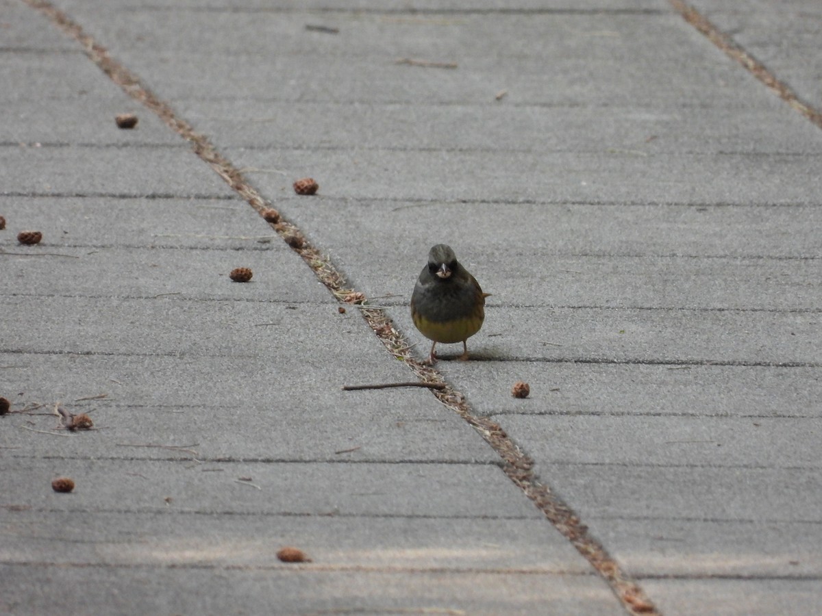 Black-faced Bunting - ML516055091