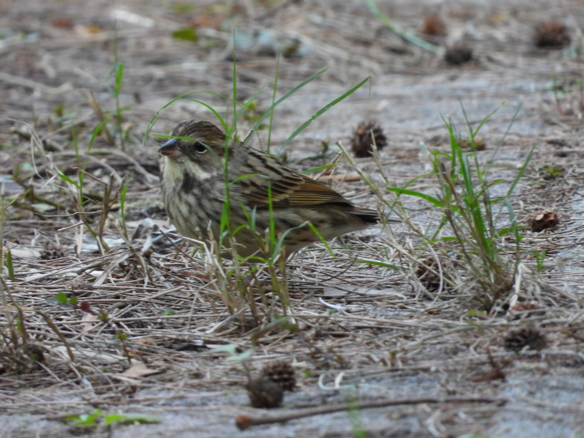 Black-faced Bunting - ML516055211