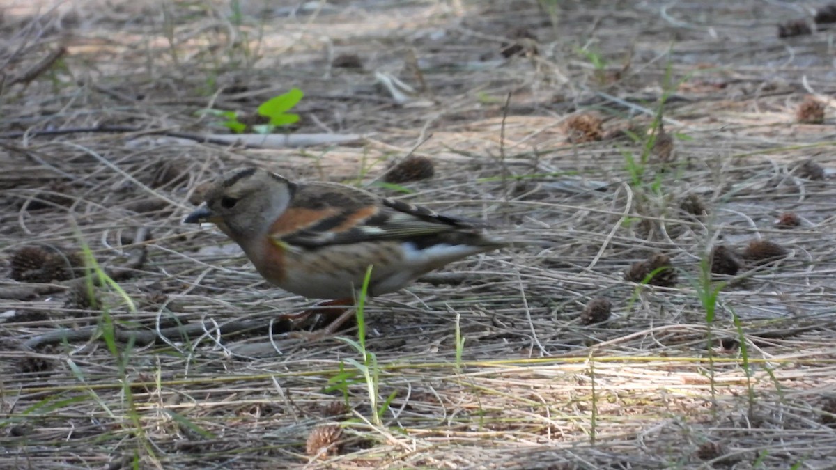 Brambling - ML516055271