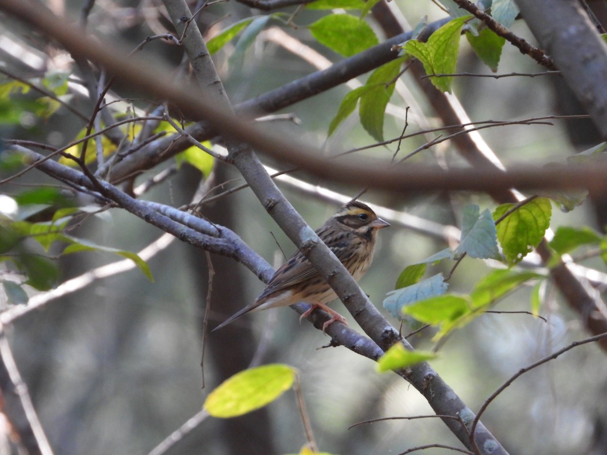 Yellow-browed Bunting - ML516055461