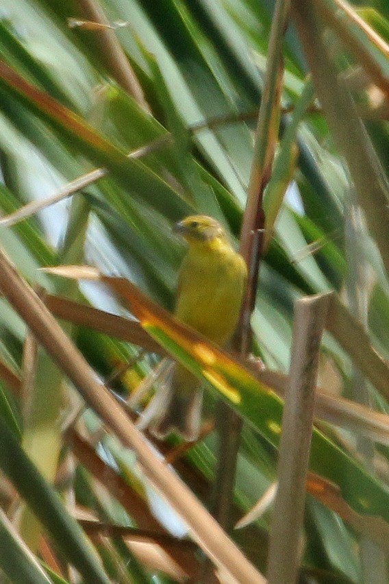 Grassland Yellow-Finch - ML516055731