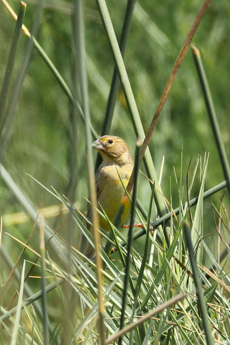 Grassland Yellow-Finch - Frank Thierfelder